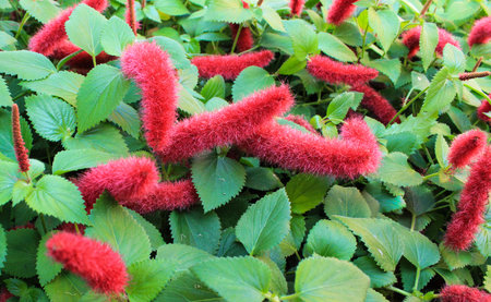 Red flowering acalypha plant  also known as summer loveの写真素材