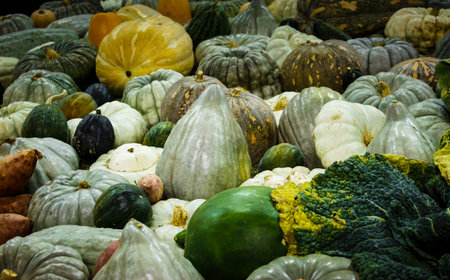 Pumpkins squash gourds vegetable harvestの写真素材