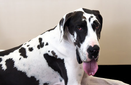 Purebred black and white Great Dane pet dogの写真素材