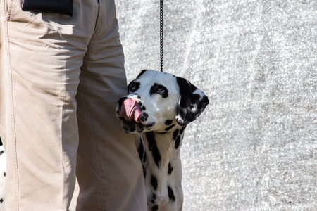 Dalmatian pet dog licking lips for treatsの写真素材