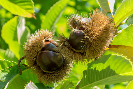 Ripening fresh chestnuts on farm treeの写真素材
