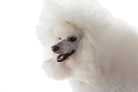 White purebred poodle pet dog isolated on whiteの写真素材