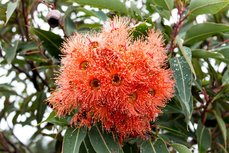 Australian red eucalyptus gum blossom flowersの写真素材