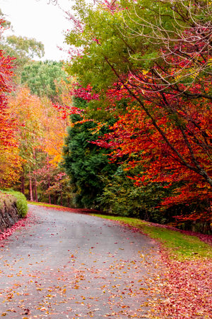 Pathway through autumn fall treesの写真素材