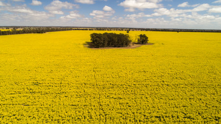 Aerial view of bright yellow canola crops surrounding trees on farmland in Narromine, New South Wales, Australiaの写真素材