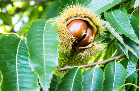Ripening chestnut fruit in seed pod on tree against green leaf foliageの写真素材