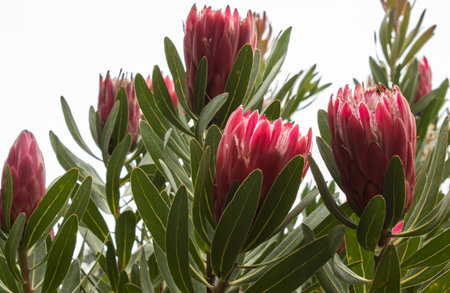 Red large tropical Protea sugarbush flower blossoms against green leavesの写真素材