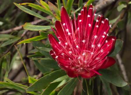 Red tropical flower blossom on Protea bush against green leaves