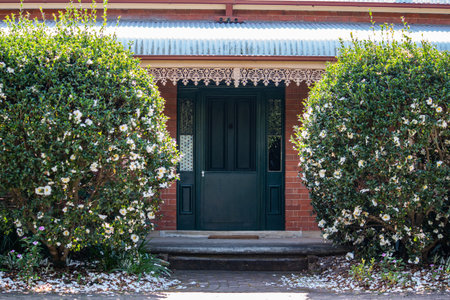 Front house entrance with large green wooden door, bull nose corrugated verandah roof, lace ironwork and two white camellia bushes leaving petals scattered on groundの写真素材