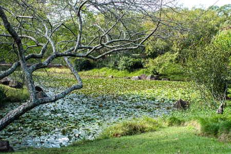 Garden water pond filled with lily plants, a bare branched maple tree at waters edge, surrounded by grass and shrubsの写真素材