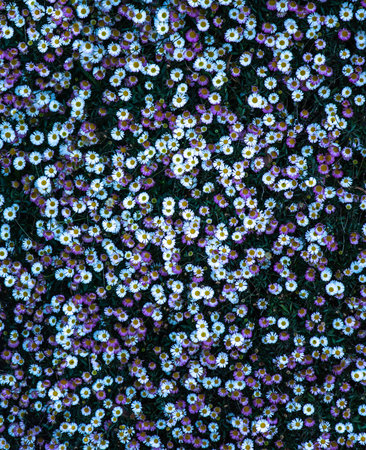 Pink & white daisy flowers ideal as floral background wallpaperの写真素材