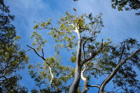 Branches of eucalyptus gum tree reaching upwards to blue sky backgroundの写真素材