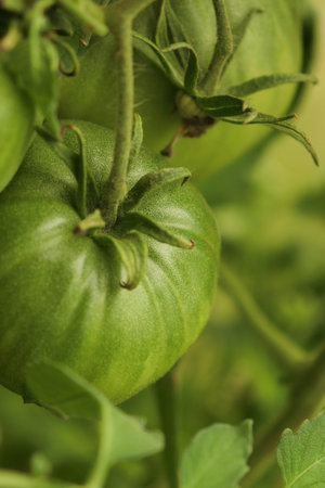 Green tomato closeup on a branchの写真素材