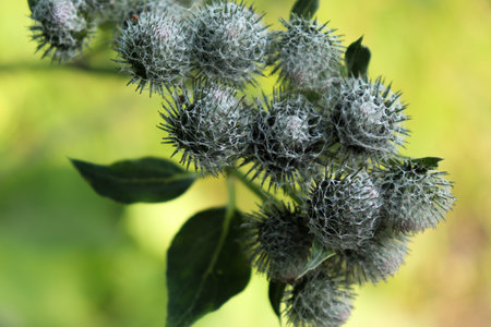 Arctium lappa close up greenの写真素材
