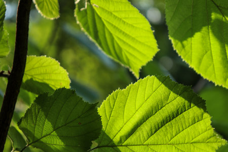 Bright green background with leavesの写真素材