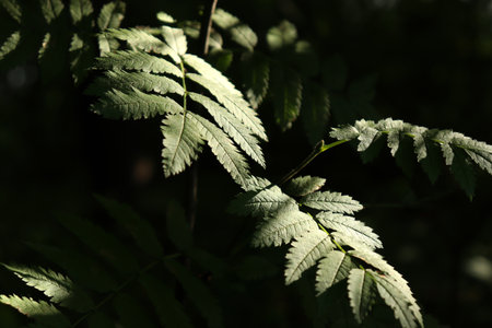 Deep green background with sharp leavesの写真素材