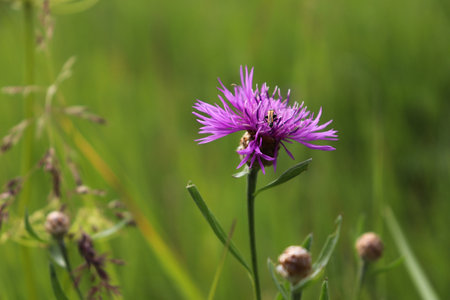 Purple flower close-up on a green background.の写真素材