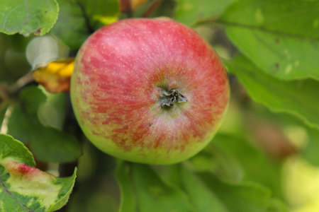 Red young apple closeup on an apple tree on a green background.の写真素材
