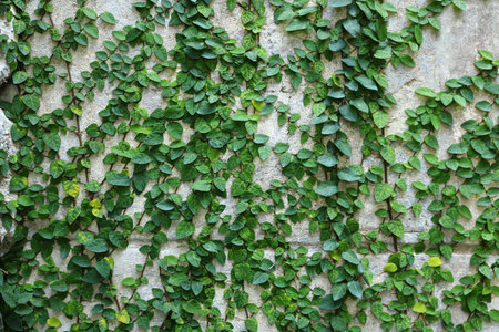 green creeper plant on wallの写真素材