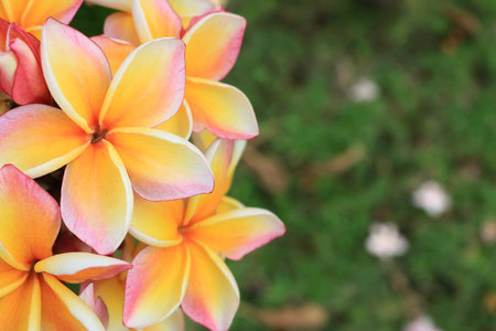 Closeup Plumeria in the gardenの写真素材