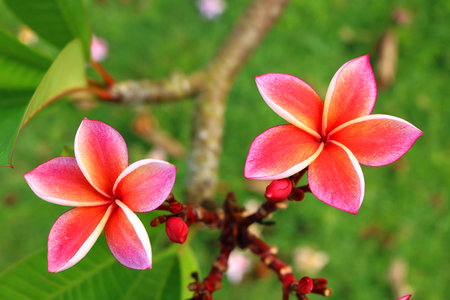 Closeup Pink Plumeria in the gardenの写真素材