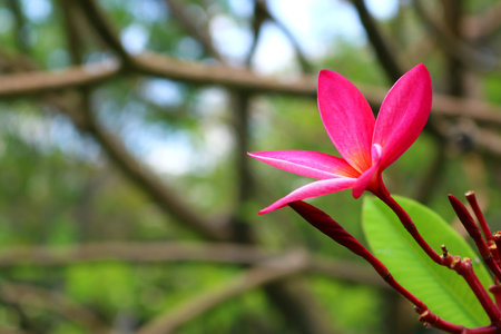 Pink Plumeria in the gardenの写真素材
