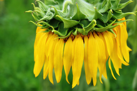 Closeup sear sunflowerの写真素材