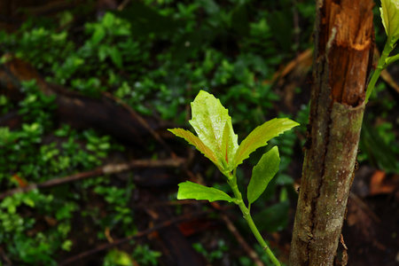 treetop growing up in the forestの写真素材