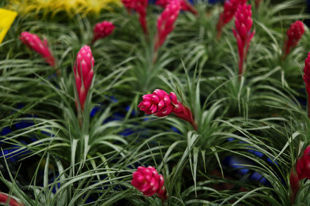 Bromeliad in the gardenの写真素材