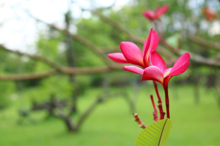 Plumeria in the gardenの写真素材