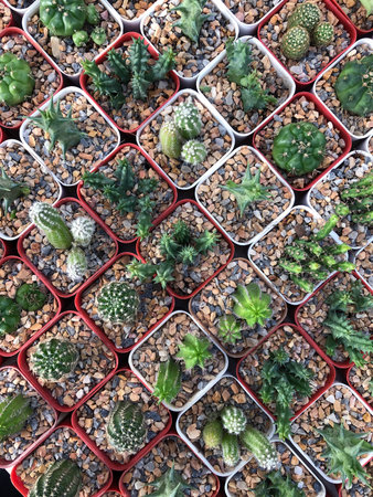 Cactus background