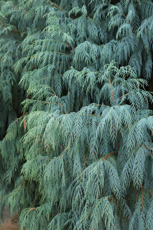 leaf of Juniperus Chinensis background