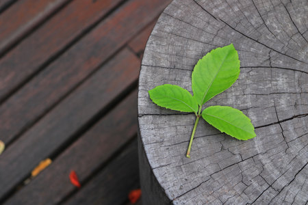 leaf on tree stump textureの写真素材