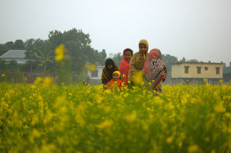 Dhaka, Bangladesh, 19 January 2018: A view of some children in a winter morning at the crop field of Dhaka, Bangladesh.のeditorial素材