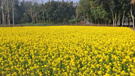 Vibrant yellow mustard field with trees in the background