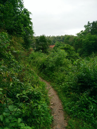 The forest pathwayの写真素材