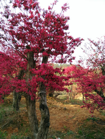 red flower treeの写真素材