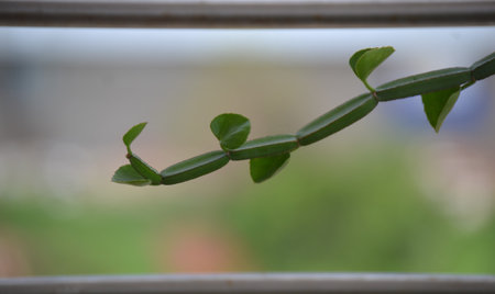 Pirandai, adamant creeper, devil's backbone, medicinal herb.の写真素材