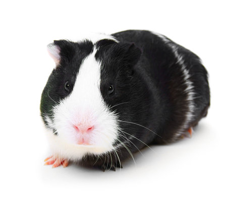 guinea pig on a white background.の写真素材