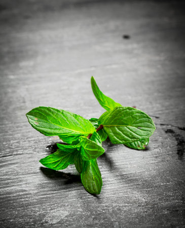 Branch of fresh mint. On the black wooden table.の写真素材
