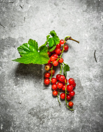 Branch of red currants. On a stone background.の写真素材