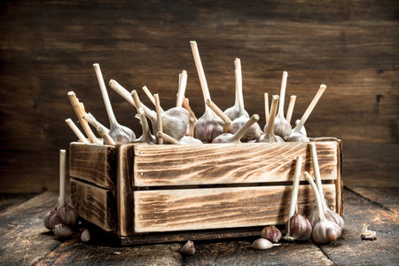 Garlic in an old box. On a wooden background.の写真素材