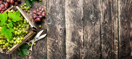 fresh harvest of grapes in boxes. On a wooden background.の写真素材