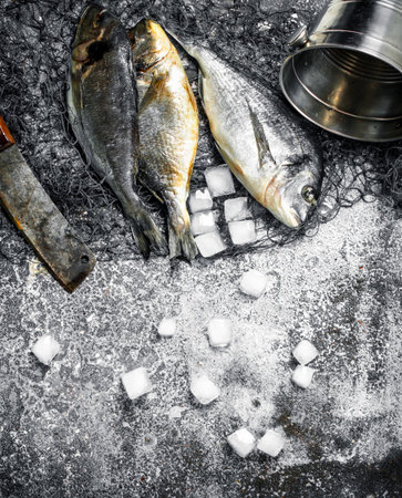 Fresh unprepared dorado fish on a cutting board. On a rustic background.の写真素材