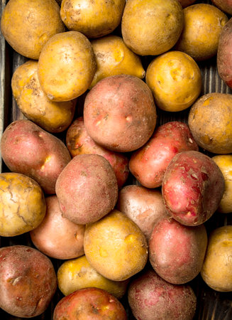 fresh ripe potatoes. top viewの写真素材