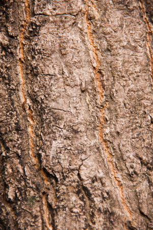 tree skin