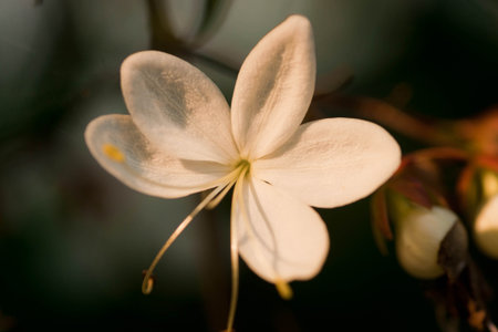 white Flowersの写真素材