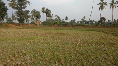 agriculture field after harvestingの写真素材