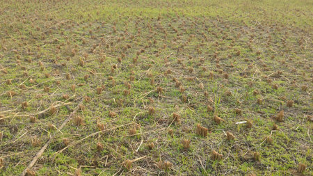 Agriculture field after harvestingの写真素材