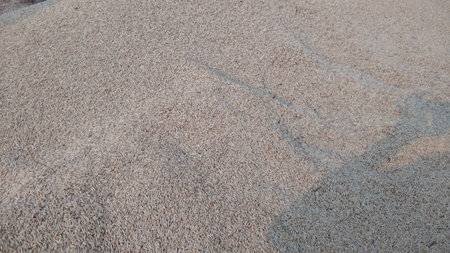 paddy seed rice backgroundの写真素材